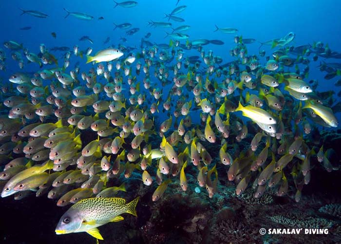 formation plongée photo et vidéo sous marine à Nosy Be